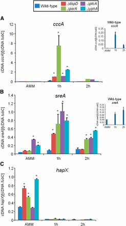 Phosphatase null mutants show altered expression of iron-dependent genes during iron excess. The wild-type and the phosphatase null mutants were grown for 18 hr at 37° in AMM+ferrozine 300 μM+BPS 200 μM. Then, the mycelia were transferred to AMM+200 mM FeSO4 for 1 hr or 2 hr. The mycelium was harvested at the indicated times, and total RNA was extracted. The absolute quantitation of cccA (A), sreA (B), hapX (C), and the normalizer tubC, was determined by a standard curve (i.e., CT values plotted against a logarithm of the DNA copy number). The insets in (A) and (B) show the results of the wild-type. The results are the means (± SD) of three biological replicates (*P < 0.001, comparison of the null mutants with the wild-type strain).