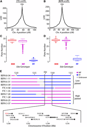 Lateral plate reduction is controlled by a near-Mendelian locus containing Eda. QTL mapping of plate number in the FTC (A) and BEPA (B) crosses. A main large-effect QTL was found in both crosses on chromosome 4 with a single peak at Ectodysplasin (Eda). cM, centimorgan. Boxplots showing association between Eda genotype and lateral plate number in the FTC (C) and BEPA (D) crosses. M, marine; F, freshwater. The QTL is recessive, with all MF and MM fish having more than 15 plates and all FF fish having fewer than 15 plates. (E) Fine-mapping the chromosome 4 lateral plate QTL with MF/FF recombinants in both crosses. Genotype at a 199.8-kb interval perfectly correlates with whether plate number is low (<15 plates per side) or high (>15 plates). This interval contains the coding regions of 17 Ensembl-predicted genes, including Eda and recently identified intergenic regulatory mutations of Eda (O’Brown et al. 2015). ENS24256 and ENS24272 refer to ENSGACT00000024256 and ENSGACT00000024272, respectively.