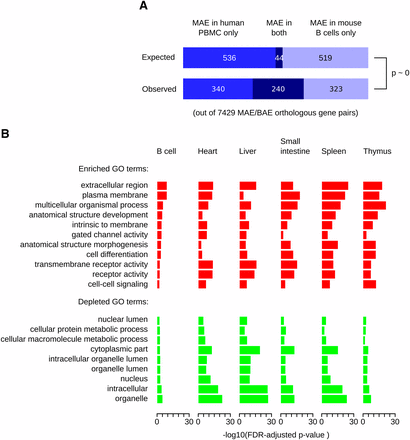 Common features of genes with mosaic monoallelic expression (MAE) chromatin signature in mouse and human. (A) Comparison of MAE in human and mouse genomes. The MAE state of orthologous genes was inferred in primary cells of the B lymphoid lineage using MaGIC pipeline. The number of genes that are MAE in only one or in both species is shown (bottom), as well as the expected distribution if the propensity of orthologous genes to be MAE were independent between species (top, see main text for details). The distributions are significantly different (hypergeometric p ∼ 0), indicating that the propensity of genes to be MAE is conserved. (B) Gene Ontology (GO) categories over-represented (red) and under-represented (green) among mouse genes with MAE chromatin signature. The categories that were over- and under-represented in human B-cells (Nag et al. 2013) are shown for a variety of mouse tissues and organs. Complete results of GO analysis are in Table S6. FDR (Benjamini and Hochberg 1995) corrected –log10p-values are plotted.