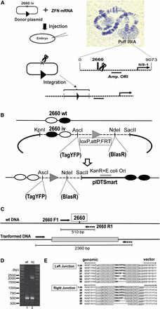Somatic targeted gene insertion using ZFNs with ObLiGaRe. (A) Schematic for somatic integration at Sciara DNA puff II9/A, showing the nt 2660 cleavage site upstream of the amplification origin (Amp.ORI). (B) The principle of targeted gene insertion into nt 2660 of Sciara locus II/9A using an ObLiGaRe donor construct. ZFN binding sites (filled or open circles), wild-type (wt) or inverted sequence (iv) orientations, genomic DNA (solid line), cloning vector pIDTSmart (heavy black line) and linker sequence of the donor construct (dashed line) are indicated. The linker sequence (see File S1 for sequence) contains loxP, attP, and FRT site-specific recombination sites (gray triangle) for enhanced versatility and potential use in future experiments. (C) Polymerase chain reaction (PCR) primer pairs are shown along with the expected PCR products of 510 bp (wt) and 2360 bp (transformed) using genomic DNA from injected embryos. (D) Gel of the genomic PCR products (lane 1: wt, wild-type; lane 2: inj, injected). (E) Sequence alignment of the junction between the genomic DNA and the integrated donor DNA in clones containing the 2360 bp PCR fragment. The 12 bp inverted sequences of 2660iv are underlined and capital letters show the 9 bp ZFN-binding sites; the linker sequence at the ZFN target site is shown in bold. Each of the 30 clones that were sequenced was named with a number (indicated).