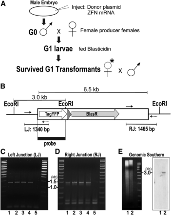Germline inherited targeted gene insertion using ZFNs with ObLiGaRe. (A) Schematic of the injection and subsequent screening of the germline transgenes using Blasticidin resistance as the selection marker. The asterisk indicates a candidate transgenic G1 female. (B) The transgene for the germline integration contains two marker genes (3XP3-TATA-TagYFP-PolyA, hr5-ie1-BlasR-PolyA) and site-specific recombination target sequences loxP-attP-FRT (gray triangle) for potential use in future experiments. Polymerase chain reaction (PCR) fragments including junction between genomic DNA and inserted donor DNA are shown as a line with PCR primer-pairs indicated for the left junction (LJ: 1340 bp) and right junction (RJ: 1465 bp). The 1.5 kb DNA hybridization probe (black rectangle) is complementary to sequences within a 3.0 kb EcoR1 genomic fragment from transformed Sciara. (C, D) Gel photos of the genomic PCR products (Lanes 1-4: genomic DNA extracted from four independent transgenic lines; Lane 5: genomic DNA from uninjected control). (C) Left junction 1340 bp PCR products. (D) Right junction 1465 bp PCR products. (E) Left panel: Gel of EcoRI-digested genomic DNA before transfer. Right panel: Genomic Southern blot using the 1.5 kb fragment of the integration marker as the probe. Lane 1: uninjected control DNA, lane 2: mixture of genomic DNA from four independent transgenic lines.