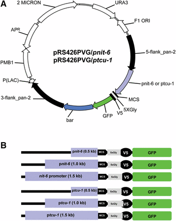 Vectors and promoter fragments. (A) Targeting/tagging backbone vectors pRS426PVG/pnit-6 and pRS426PVG/ptcu-1. Yeast/E. coli shuttle vector pRS426PVG (S. Ouyang, I. E. Cabrera, A. J. Campbell, K. A. Borkovich, unpublished data) is the backbone for both constructs. Both vectors confer uracil prototrophy to ura3 yeast mutants (URA3) and ampicillin resistance (ApR) in E. coli. pRS426PVG/ptcu-1 vectors contain fragments upstream of the tcu-1 ORF, whereas the pRS426PVG/pnit-6 group of vectors contain nit-6 upstream fragments. Both sets of vectors have the 5′ and 3′ flanking regions for the N. crassa pan-2 ORF (black arrows) surrounding the tcu-1 or nit-6 promoter fragment (violet arrow), a multiple cloning sequence (MCS; black bar), a 5-glycine linker (5XGly; gray bar), a V5 peptide tag (V5-Tag; black bar), the GFP gene (GFP; green arrow) and the bar gene (blue shading), conferring resistance to phosphinothricin in N. crassa (bar). The 5′ pan-2 flank extends from 1 kb upstream to the sequence just before the ATG, whereas the 3′ flank begins with the sequence just beyond the stop codon and extends 1 kb downstream. Other abbreviations: P(LAC), lac promoter; 2 MICRON, yeast 2 micrometer origin of replication; F1 ORI, origin of replication in E. coli. (B) Schematic representation of promoter fragments from nit-6 and tcu-1 cloned in the vectors. The regions 0.5, 1.0, and 1.5 kb upstream of the tcu-1 or nit-5 ORF were amplified using PCR and inserted into pRS426PVG using yeast recombinational cloning. The orientation of the promoter fragments relative to the MCS, 5XGly linker, V5 peptide tag, and GFP is shown.
