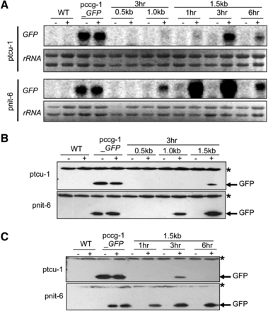 Identification of promoter fragments from tcu-1 and nit-6 that drive highest expression of GFP. (A) Northern analysis of GFP mRNA in the strains with different promoter fragments. Total RNA was isolated from strains cultured overnight in VM-Gln and then transferred to VM-nitrate medium for the indicated times. Samples containing 20 μg of total RNA were subjected to Northern analysis using GFP as a probe. 18s rRNA bands from the ethidium bromide-stained gel served as the loading control. Strains are wild-type 74-OR23-IVA (WT), pccg-1_GFP, pnit-6_0.5, pnit-6_1.0, pnit-6_1.5, ptcu-1_0.5, ptcu-1_1.0, and ptcu-1_1.5. The blot shown is representative of at least three experiments. (B) Western analysis of protein extracts from strains with different promoter fragments. Whole cell extracts were isolated from the strains with different promoter fragments and samples containing 50 μg total protein subjected to Western analysis using GFP antiserum (see Materials and Methods for details). The asterisk indicates a higher-molecular-weight, nonspecific background band. Strains are the same as in (A). The blot shown is representative of at least three experiments. (C) Time course expression of GFP proteins driven by 1.5-kb promoter fragments for tcu-1 and nit-6. Whole cell extracts were isolated and subjected to Western analysis as described for (B). The asterisk indicates a nonspecific background band. Strains are wild-type 74-OR23-IVA (WT), pccg-1_GFP, ptcu-1_1.5, and pnit-6_1.5. Treatments: “-” refers to repressing conditions, which are VM-Gln for the pnit-6_1.5 strain and VM-Cu, for the ptcu-1_1.5 strain. “+” corresponds to inducing conditions, which are VM-nitrate for the pnit-6_1.5 strain and VM-BCS for the ptcu-1_1.5 strain. The blot shown is representative of at least three experiments.