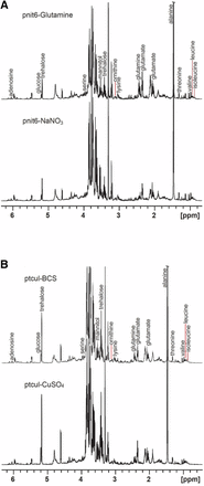 Representative 1H NMR spectra with key resonances labeled. Although the crowded region between 3.59 and 3.92 ppm contains the resonances of several metabolites, the predominant peaks in this region are those of trehalose. (A) Spectra of extracts of the pnit-6_1.5 strain cultured on VM-Gln (top) or VM-nitrate (bottom). The resonances of Gln and Glu are increased when Gln is used as a nitrogen source, whereas the levels of Ala, mannitol, and trehalose are more intense when the strain is grown on nitrate-containing media (see also Figure S3 and Figure S4). (B) Spectra of extracts of the ptcu-1_1.5 strain cultured on media containing in BCS (top) and CuSO4 (bottom). These spectra are more similar than those shown in (A), with the most pronounced differences in the regions containing the resonances of BCS (see also Figure S5).
