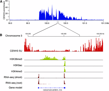 Position and structure of maize Cen3. (A) The position of Cen3 was mapped between 99.80 Mb and 100.79 Mb. The y-axis represents fold enrichment of CENH3 ChIP-seq reads. (B) A CENH3-depleted subdomain (100.26–100.32 Mb) within Cen3 is exemplified. This subdomain is mainly occupied by an active gene GRMZM2G409893. ChIP-seq reads from euchromatic histone modification marks H3K36me3, H3K9ac, and H3K4me3 within this subdomain were exclusively associated with the gene.