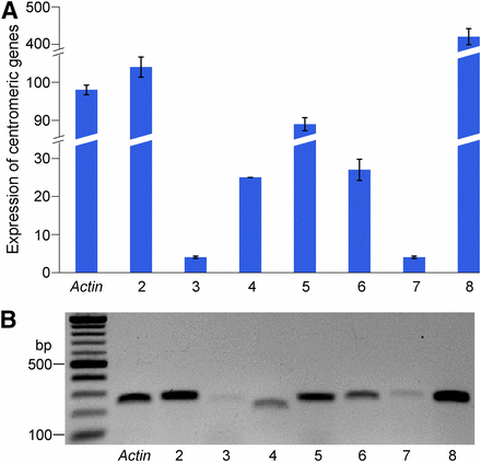 Validation of expression of centromeric genes in maize. (A) qRT-PCR validation of a set of seven centromeric genes. RNAs were isolated from 10-day-old seedlings of B73. The y-axis represents the relative expression level normalized by setting the expression of the Actin gene to 100. (B) SemiqRT-PCR analysis of the same set of centromeric genes. Validated genes include: Lane 2: GRMZM2G040843 (FPKM 22.8); Lane 3: GRMZM2G175425 (FPKM 1.1); Lane 4: GRMZM2G137715 (FPKM 2.3); Lane 5: GRMZM5G820434 (FPKM 5.6); Lane 6 GRMZM2G071042 (FPKM 13.7); Lane 7: GRMZM2G409893 (FPKM 5.7); and Lane 8: GRMZM2G083935 (FPKM 3.0). Note: the levels of expression of each gene correlated in qRT-PCR and semiqRT-PCR experiments.