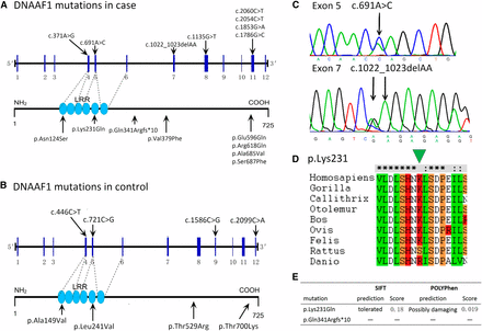 Rare nonsynonymous variants identified in DNAAF1. (A and B) Schematic representations of gene DNAAF1 (RefSeq: NG_021174.1 and NM_178452.4) with the approximate locations of the rare nonsynonymous variants identified in the current study. (C) Mutations identified in two NTD patients were confirmed by repeating Sanger sequencing. (D) The evolutionary conservation of the p.231K. Clustal X protein sequence alignment of human DNAAF1 with orthologs from other species was displayed. The green arrowhead points to the residue K of 231 amino acid. (E) Functional prediction with SIFT and PolyPhen-2.