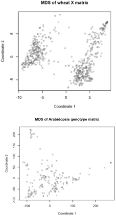 Multidimensional scaling of SNP genotype matrices in the wheat and Arabidopsis data sets: first two dimensions.