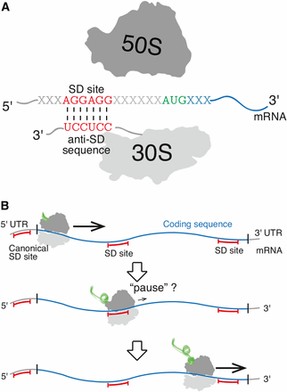 The possible dual impacts of Shine-Dalgarno (SD) sequences on protein synthesis. (A) SD sequences in the 5′ untranslated region (UTR) of mRNA (messenger RNA) are known to facilitate translation initiation in bacteria via binding to the anti-SD sequence on the 3′ tail of the 16S ribosomal RNA. (B) Recent research suggests that SD sequences within coding sequences may regulate the rate of translation elongation.