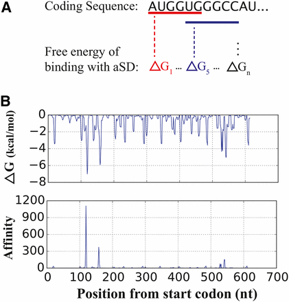 Quantifying aSD sequence binding within coding regions. (A) We estimate the free energy of binding for each hexamer within a gene to the core aSD (anti-Shine-Dalgarno) sequence (5′-CCUCCU-3′). (B) Free energy (top) and affinity (bottom) profiles for a typical E. coli gene (b3055). The affinity profile amplifies the contribution from strongly binding regions within the gene. nt, nucleotides.