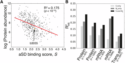 aSD binding scores negatively correlate with gene expression in E. coli. (A) An example dataset showing negative correlation between protein abundance and aSD (anti- Shine-Dalgarno) binding scores for individual E. coli genes (Radj2=0.175,p<10−18). Specifically, coding sequences containing fewer SD sequence motifs have higher protein abundances. (B) Multivariate regression shows that expression changes cannot be fully explained by codon usage bias, and that additional predictive power is offered by Sgene. We chose five datasets that provide independent measurements of mRNA (messenger RNA), protein, and translation efficiency levels in order to test the robustness of our findings (Lu et al. 2007; Taniguchi et al. 2010; Shiroguchi et al. 2012; Li et al. 2014).