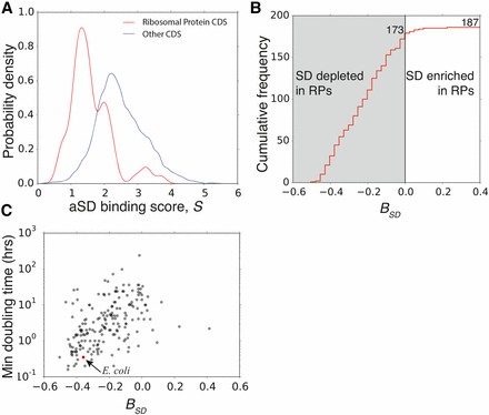 Depletion of SD (Shine-Dalgarno) sequences within ribosomal protein coding genes is widespread throughout the bacterial kingdom and associated with organismal growth. (A) Distribution of aSD (anti-SD) binding scores of ribosomal protein coding sequences in E. coli, compared to that of all other protein coding sequences. We characterize SD sequence usage bias in a genome with Equation (3). (B) Distribution of genome SD bias index for 187 bacteria genomes. Ribosomal proteins have significantly lower aSD binding scores, as compared to the rest of the genome, in the majority of bacterial species. (C) SD bias is correlated with minimum generation time in 187 organisms (Spearman-rank: ρ=0.530,p<10−14). Depletion of internal-SD sequences in ribosomal protein genes is associated with faster growth. The full data table for this analysis, including organism names, growth rate, and B values, is provided as (Table S3).