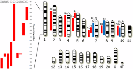 Schematic representation of the exchanged genomic regions in congenic strains. Red bars show the GK genomic blocks introgressed onto the genomic background of the BN strain in BN.GK congenic series. Blue bars show the BN genomic blocks introgressed onto the genomic background of the GK strain in GK.BN congenic strains. Details of the genomic intervals targeted in each congenic strain are given in Table S1.