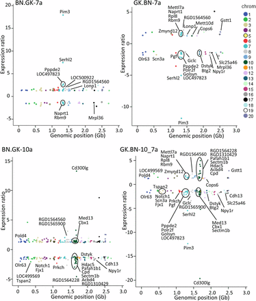 Patterns of gene transcription regulation in congenic strains. Conserved allelic effects on genome-wide gene expression regulation in adipose tissue were tested in BN.GK7a and BN.GK10a congenics and in reciprocal strains GK.BN7a and GK.BN10_7a targeting largely overlapping genomic regions. Genomic positions of genes significantly differentially expressed (P < 0.05) between BN.GK congenic and BN controls and between GK.BN congenic and GK controls are plotted along the x-axes and gene expression ratios are shown along the y-axes. Chromosomal location of genes is color coded. Full details of differentially expressed genes, including genes that are localized in the congenic intervals and may be regulated in cis, are given in Table S4.