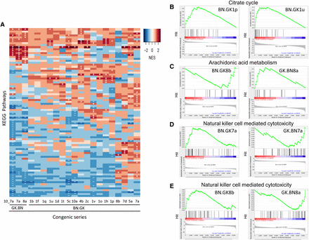 Global effects of GK/BN polymorphisms in congenic strains on biological pathways in white adipose tissue. Hierarchical clustering of differentially regulated pathways in congenic strains illustrate shared and strain specific biological mechanisms regulated by polymorphisms in genomic blocks (A). Pathways downregulated or upregulated in congenics are shown in blue and red cells, respectively. Statistically significant changes are indicated by − and +. Enrichment plots of genes contributing to significant alterations of biological pathways in congenics (B–E) illustrate conserved patterns of pathway regulation in congenics BN.GK1p and 1u (B) and contrasting patterns in reciprocal congenic strains (BN.GK and GK.BN) targeting overlapping regions of chromosomes 7 (D) and 8 (C, E). Output images of GSEA show the number of genes (vertical lines) upregulated (red bars) or downregulated (blue bars) contributing to overall stimulation or inhibition of the pathways (green curves). Full lists of altered KEGG pathways in congenics are shown in Table S5 and details of differentially expressed genes between congenics and controls are given in Table S4. Details of genes contributing to enrichment of pathways in B–E are shown in Table S7.