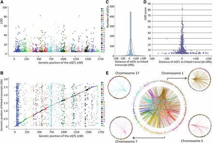Overview of eQTL features in adipose tissue of GK × BN F2 hybrids. Genetic positions of statistically significant eQTLs are plotted against the LOD scores (A). Local and distant eQTLs are illustrated by plotting genetic positions of statistically significant eQTLs and the genomic position of the linked transcripts (B). Data from pairs of eQTL and linked transcripts mapped to the same chromosomes were used to determine the distribution of genomic distances between transcripts and genetic markers showing the strongest evidence of statistically significant linkage in the cross (C) and relationships with the significance of genetic linkages (D). Data from pairs of transcripts and eQTLs mapped to different chromosomes were selected to illustrate distant (trans) effects of genetic loci on gene transcription and trans-acting eQTL hotspots (smaller circles) (E). Chromosomes are color coded on the circle. The colors of the lines illustrate the effects of eQTLs mapped to the same chromosomes on the expression of distant genes. Details of eQTLs are given in Table S4. LOD, Logarithm of the odds.