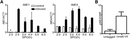 IME1 directly regulates the expression of IME4. (A) Induction of IME1 promotes IME4 expression. Diploid cells harboring pCUP-IME1 (FW2444) were transferred to SPO. Cells were either untreated (control) or treated with copper (II) sulfate (induced), and samples were collected at different time points. Total RNA was isolated, reverse transcribed, and IME1 (left panel) or IME4 (right panel) mRNA levels were measured by quantitative PCR. To quantify IME4 levels, primers specific for the IME4 and ACT1 sense strand were used in the reverse transcription reaction. Signals were normalized to ACT1 levels. The values and error bars represent two independent experiments. (B) Ume6 binds to the promoter of IME4. Diploid cells harboring Ume6 tagged with the V5 epitope (FW1208) and a wild-type control strain (FW1511) were grown in YPD to saturation. Cells were fixed with formaldehyde, and cells were processed for ChIP analyses (see Materials and Methods for details). DNA fragments specific to the IME4 promoter (pIME4) were amplified and quantified by qPCR. Signals were normalized to the HMR locus. The error bars represent the SE of at least three experiments. *, time of induction of IME1—2 hr after the cells were transferred to SPO.