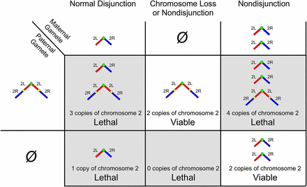 Progeny from crosses to C(2)EN. As C(2)EN males contribute gametes that carry the gene dosage of either two or zero copies of chromosome 2, only progeny that also inherit zero or two copies from the other parent will result in viable euploid progeny. Note that sex determination in Drosophila uses the ratio of X to autosomal chromosomes, and that the Y chromosome is not masculinizing as in mammals (Ashburner et al. 2005). This means that flies with one dose of X chromosome genes develop as males and flies with two doses of X chromosome genes (either free or attached) develop as females, while having three doses (including C(1)EN/X) is lethal.