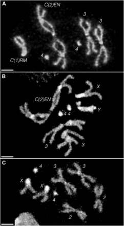 Brain squashes of (A) a C(1)RM, y2 su(wa) wa/Ø; C(2)EN, bw sp/Ø female third instar larva, showing only six chromosomes, (B) a X/Y; C(2)EN, bw sp/Ø male larva, showing seven chromosomes and (C) an Oregon-R female larva, showing eight chromosomes. The constrictions in the middle of the arms of C(2)EN match previously published images of this chromosome in mitosis (Martins et al. 2013). These DAPI (4’,6-diamidino-2-phenylindole) images are representative of the karyosomes seen in at least 10 larvae of each sex. Note the lack of any free Y in the female, and that the sex chromosomes in the male are clearly not attached, indicating that males must undergo X/Y ⇔ C(2)EN segregation. All scale bars, 2 µm.