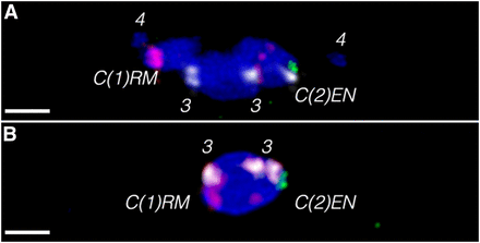FISH in C(1)RM, y2 su(wa) wa/Ø; C(2)EN, bw sp/Ø oocytes. (A) During prometaphase I, the two nonhomologous compounds can move to opposite sides of the prometaphase spindle, like the homologous nonexchange four chromosomes. This differs from FISH in meioses where paired free homologs are found out on either side of the spindle (Hughes et al. 2009). (B) At metaphase I arrest, the C(1) and C(2) chromosomes are cooriented with each other, indicating that they will undergo heterologous segregation to opposite poles once meiosis resumes. Probes are 2L3L (white), 2L (green), and X (red), with DAPI (blue). Note the C(2) is identified by a single spot of white probe adjacent to a single spot of green, and that the X probe also hybridizes to spots in the middle of the C(2) arm. Scale bars, 2 µm. DAPI, 4’,6-diamidino-2-phenylindole; FISH, fluorescent in situ hybridization.