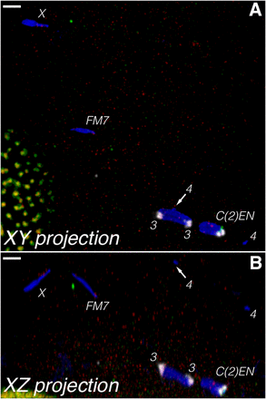 FISH in an oocyte from a FM7 nod2/y w noda; C(2)EN/Ø female in (A) normal projection and (B) orthogonal projection, showing the large separation of the nonexchange chromosomes in the oocyte, where only 3/35 oocytes (8.6%) reached a single mass. This is in contrast to the FM7 nod+/y w noda; C(2)EN/Ø control (not shown), where 20/20 oocytes had all chromosomes in single masses. This is similar to nod oocytes that have normal two chromosomes (Gillies et al. 2013). The differential staining allows the unambiguous identification of each chromosome. Note that even though the two arms of C(2)EN are isosequential and therefore can undergo recombination, this does not result in bipolar tension, and this chromosome dissociates like the nonexchange X and four chromosomes. Probes are 2L-3L (white), 2L (green), and X (red), with DAPI (blue). Scale bars, 2 µm. DAPI, 4’,6-diamidino-2-phenylindole; FISH, fluorescent in situ hybridization.
