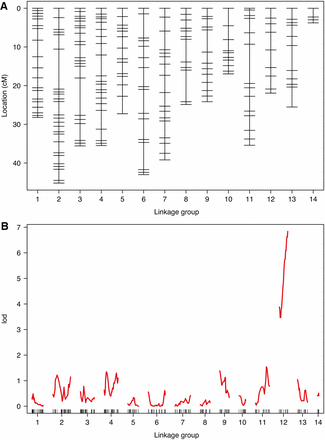 Linkage map and QTL analysis. (A) Linkage map showing positions of SNP markers for C. lectularius F2 cross over 14 inferred LG (putative chromosomes). (B) LOD scores for markers across the genome reveals a strong and significant peak on LG 12.