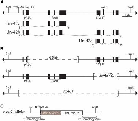 lin-42(ox461) deletes the lin-42 coding region. (A) lin-42 genomic locus and transcription units. The line with terminal arrowheads represents genomic DNA of the lin-42 locus drawn with 5′ to the left, which is inverted from WormBase. lin-42 alleles and the Mos1 insertion (ttTi42556) are indicated above the line. SacI and EcoRI sites are included for reference with (B) and (C), but not all recognition sites for these enzymes are shown. The lin-42 locus produces three transcription units diagrammed below, with filled boxes representing exons: lin-42a, lin-42b, and lin-42c. lin-42a and lin-42c are nonoverlapping and expressed from distinct promoters (Tennessen et al. 2006). Note that the lin-42 nomenclature used here conforms to that adopted by WormBase and differs from that of pre-2014 publications from the Rougvie laboratory (e.g., Tennessen et al. 2006, 2010). (B) lin-42 deletion alleles. The extent of each deletion is noted in brackets. The lin-42(n1089) PASA domain is in parentheses since the majority of the domain is deleted. (C) The lin-42(ox461) allele deletes the lin-42 coding region and replaces it with Punc-122:gfp and C. briggsae unc-119(+). The fragments used as repair templates in creation of the deletion allele are indicated. See Materials and Methods for details.
