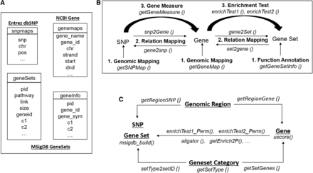 Systematic components of the snpGeneSets package. (A) Local genomic knowledge base: it parses the public NCBI dbSNP, Entrez Gene, and MSigDB databases to generate the SNP map (“snpmap”), gene map (“genemap”), gene sets (“geneSets”), and gene information (“geneInfo”) tables. (B) Three main annotations: (1) genomic mapping annotations for SNPs and genes, and functional annotation for gene sets; (2) relation mapping annotations between SNPs and genes, and between genes and gene sets; and (3) analysis-based annotation for measuring genes from SNP associations and testing gene set enrichment. (C) Auxiliary functions: they aim to support the first two major components (A and B), including identification of SNPs and genes from a defined genomic region, retrieval of genes and gene sets from a particular gene set category, permutation test and p-value calculations for gene set enrichment for genes, computation of the U-score for genes, and creation of a gene set database. MSigDB, Molecular Signatures Database; NCBI, National Center for Biotechnology Information; SNP, single nucleotide polymorphism.