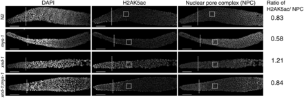 H2AK5 is an acetylation target of MYS-1. Immunofluorescence of DNA (left column), H2AK5ac (middle column), and nuclear pore complexes (right column, control) in wild-type (N2), mys-1, xnd-1, and xnd-1;mys-1 hermaphrodite germ lines. The distal end of the germ line is oriented left, and dotted lines mark meiotic entry based on transition zone morphology. All images were taken with identical camera and laser settings and processed identically. Quantification of H2AK5ac intensity was evaluated for the boxed regions and expressed as a ratio of nuclear pore staining (see Materials and Methods). Scale bar, 20 μm. DAPI, 4’,6-diamidino-2-phenylindole; IR, ionizing radiation; NPC, nuclear pore complex.