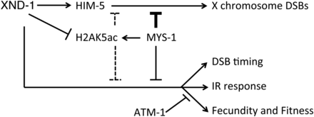 Model of genetic mediators of xnd-1 phenotypes. In addition to defects in X chromosome DSB formation (Wagner et al. 2010), xnd-1 mutants exhibit both changes in the timing of DSBs and genome instability phenotypes, including reduced fecundity and fitness and IR sensitivity. A partial loss-of-function allele of mys-1 improves these latter phenotypes but not the X chromosome DSB defect, in part through modulation of histone H2AK5 acetylation. Loss of atm-1 improves xnd-1 fecundity and fitness, and does not affect survival following IR until high doses, where it appears to be generally required. Our data suggest that mys-1 and atm-1 function in parallel pathways. The relationship between xnd-1, mys-1, and atm-1 is unknown. The reduced X chromosome CO formation in xnd-1 mutants is due to downregulation of him-5, which xnd-1 regulates transcriptionally. CO crossover; DSB, double-strand break; IR, ionizing radiation.
