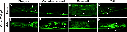 Pcdc-25.4::gfp is expressed in many neurons and germ cells. The Pcdc-25.4::gfp transgene was expressed in the pharynx (A, E), ventral nerve cord (B, F), oocytes (C), sperm (C, G), and tail neurons (D, H), in the transgenic hermaphrodites (Herm.) and males. Arrowheads indicate the loci where Pcdc-25.4::gfp was detected. Scale bar, 50 μm.