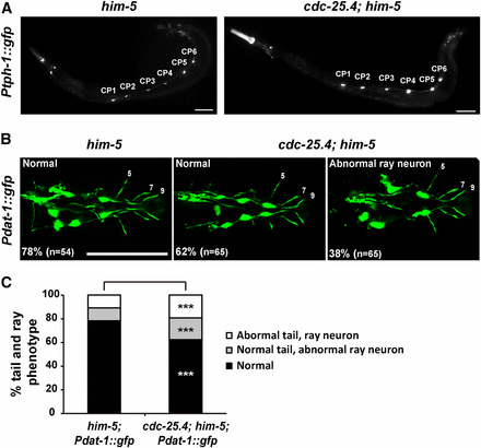 The number and morphology of serotonergic CP neurons and dopaminergic ray neurons appear normal in cdc-25.4 mutant males. (A) Male-specific CP1–6 neurons, which were labeled with the Ptph-1::gfp transgene, were detected normally on the ventral nerve cord in both him-5(e1467) and cdc-25.4(tm4088); him-5(e1467) males. (B) The number and morphology of dopaminergic ray neurons (R5A, R7A, and R9A), which were labeled with the Pdat-1::gfp transgene, were not significantly different between him-5(e1467) and cdc-25.4(tm4088); him-5(e1467) males. (C) Percent distribution of male tail phenotypes in him-5(e1467); Pdat-1::gfp and cdc-25.4(tm4088); him-5(e1467); Pdat-1::gfp transgenic males. Male tail phenotypes were classified into three classes: normal tail morphology with normal DA ray neurons, normal tail morphology with abnormal DA ray neurons, and abnormal tail morphology with abnormal DA ray neurons. Scale bars, 50 μm. P values were calculated by Student’s t-test against him-5; Pdat-1::gfp controls. *** P > 0.05. DA, dopamine.