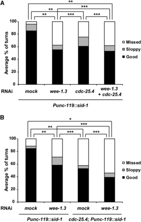 RNAi depletion of wee-1.3 did not suppress defective turning behavior of cdc-25.4(tm4088) males. (A) Levels of turning behavior in Punc-119::sid-1 neuron-specific RNAi males, which were classified into good, sloppy, and missed, were measured after either mock (n = 16), wee-1.3 (n = 18), cdc-25.4 (n = 22), or wee-1.3 plus cdc-25.4 double (n = 13) RNAi depletion at the L1 larval stage. (B) Levels of turning behavior in Punc-119::sid-1 and cdc-25.4(tm4088); Punc-119::sid-1 males were measured after either mock (n = 18) or wee-1.3 (n = 19) RNAi depletion at the L1 larval stage. P values were calculated by Student’s t-test against mock RNAi. * P < 0.001, ** P < 0.05, and *** P > 0.05. RNAi, RNA interference.