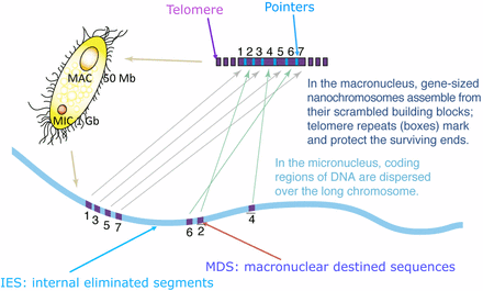 The relationship between a schematic micronuclear (MIC) gene, scrambled during evolution, and its macronuclear (MAC) form, unscrambled during development. Large regions of nongenic sequence (light blue) are removed during development, such that gene segments (purple) are precisely reassembled. Reprinted from Doak et al. (2003), with permission from Elsevier.