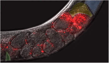 Sperm guidance in the C. elegans hermaphrodite reproductive tract. Sperm (red) migrate from the vulva (green pseudocolor) around developing embryos to the spermatheca (yellow pseudocolor). Oocytes (blue pseudocolor) are the source of prostaglandin attractants. Males produce sperm that are more efficient at responding to prostaglandins in specific microbial environments.
