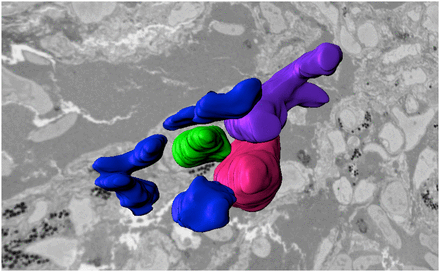High-Resolution Electron Microscopy of Endogenous Hematopoietic Stem and Progenitor Cell (HSPC) in the Perivascular Niche. Lodged HSPC (green), surrounding EC (electron capture) nuclei (blue, numbered), and stromal cells (pink and purple). Reprinted from Tamplin et al. (2015), with permission from Elsevier.