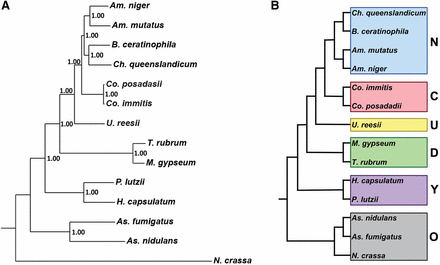 Phylogenetic distance tree (Bayesian) with posterior probabilities based on 100 randomly-selected single-copy orthologs (A). Phylogenetic categories used for gene family expansion/contraction and ortholog group analysis (B); N, newly sequenced genomes; C, Coccidioides, U. reesii; D, dermatophytes; Y, yeast-forming dimorphic fungal pathogens (YDFP); O, outgroups.
