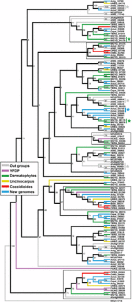 Gene family tree (maximum likelihood) with bootstrap values of all LysM domain-containing genes from all genomes used in this study. Branches with a LysM domain-containing gene in at least one of the Coccidioides or yeast-forming dimorphic pathogen (YDFP) species are outlined with a black box. Gene duplication events are indicated by the * symbol.