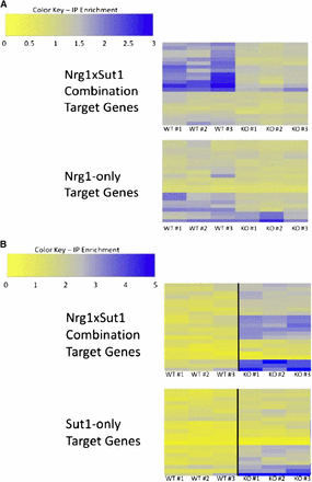 Enrichment ratios from ChIP-seq experiments. Target genes for each genotype (see Materials and Methods for details of peak identification). Each of individual experiments from the triplicates is shown (labeled with #). (A) Nrg1 ChIP-seq in NRG1::myc strain (top) and NRG1::myc/sut1Δ strain (bottom). (B) Sut1 ChIP-seq in SUT1::myc strain (top) and SUT1::myc/nrg1Δ strain (bottom). Gene names are provided in Table S3.