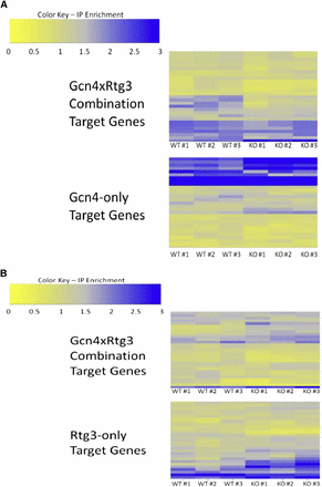 Enrichment ratios from ChIP-seq experiments. (A)Gcn4 ChIP-seq in GCN4::myc strain (top) and GCN4::myc/rtg3Δ strain (bottom). (B) Rtg3 ChIP-seq in RTG3::myc (top) and RTG3::myc/gcn4Δ (bottom). Gene names are provided in Table S4.