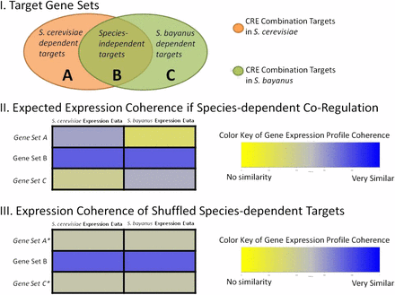 Graphical representation of expression analysis between S. cerevisiae and S. bayanus. In section I CRE combination target genes are predicted in each species and the overlap defines three target gene sets (A, B, C). Section II shows the average correlation coefficient observed when comparing expression profiles of each gene set with gene set B for the two different gene expression datasets. Section III shows a decrease in the average correlation between target gene sets and gene set B when genes are randomly assigned to either set A or C in simulation experiments.