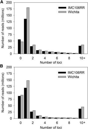 Histogram of the number of loci to which 100 bp Illumina HiSeq reads map. Reads for IMC106RR and Wichita, allowing 5% mismatch, mapped to (A) the B. napus (Chalhoub et al. 2014) and (B) the B. rapa (Wang et al. 2011; Cheng et al. 2011) and B. oleracea (Liu et al. 2014; http://www.ocri-genomics.org/bolbase/index.html) references.