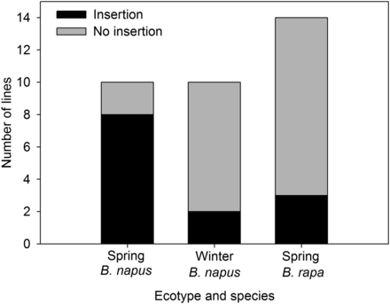 Prevalence of FLC insertion among ecotypes and species.