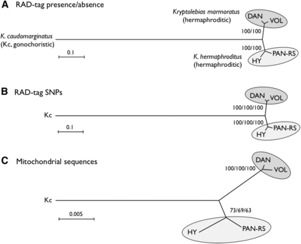 Phylogenetic relationships of two hermaphroditic mangrove killifish species, Kryptolebias marmoratus (strains DAN and VOL) and K. hermaphroditus (strains PAN-RS and HY), and a sister gonochoristic species, K. caudomarginatus (Kc). Trees were constructed by neighbor-joining (NJ) based on the presence or absence of RAD-tags (A), concatenated SNPs (53,544 polymorphic, informative bases) identified from RAD-tags (B), and from mitochondrial DNA sequences (a part of 12S and 16S rRNA combined, total 1431 bases) (C), respectively. The tree topology did not change when analyzed with maximum likelihood (ML) or maximum parsimony (MP) methods (data not shown). Numbers at the nodes represent percentage recovery of those nodes per 10,000 bootstrap replicates (NJ/MP for A and NJ/ML/MP for B and C). Scale bars indicate genetic distance.