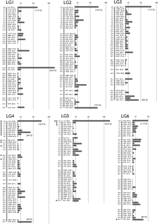 A Genetic linkage map of K. marmoratus/K. hermaphroditus based on RAD sequencing. The map coalesced into 24 linkage groups (LGs). LGs were named in decreasing order of total number of markers. For each LG, numbers to the left of the vertical bars represent map distances (cM, using the Kosambi function). Numbers to the right of the vertical bars give the names of representative markers with bootstrap values in the parenthesis (10,000 bootstrap replicates with AntMap). The horizontal bars at far right represent the total number of markers mapped to the same bin. The percentage of markers mapped to the same bins is shown in a parenthesis if ≥ 8.0% of the total markers on the LG. Markers showing segregation distortion are indicated by asterisks (*, P < 0.05; **, P < 0.01). Note that the concentration of markers is high at the tips of all LGs. Bins with the two highest numbers of markers, 119 and 118 markers, mapped to the middle of LG1 and the tip of LG5, respectively. Data are provided in File S1.