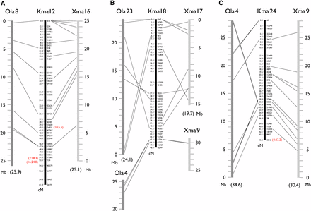 Representative conserved synteny of three K marmoratus/K. hermaphroditus linkage groups (Kma 12, 18, and 24) to platyfish (X. maculatus, Xma) and medaka (O. latipes, Ola) chromosomes suggesting, in general, a one-to-one relationship of K. marmoratus/K. hermaphroditus chromosomes to those of platyfish and medaka. Dotted lines indicate homology of mapped K. marmoratus/K. hermaphroditus markers to either Xma or Ola mapped genome sequences identified by the blastn program with default parameters. For platyfish, blast hits with a cut-off e-value of 1.0E-9 are shown. Kma 12 generally shares conserved syntenies to Xma 16 and Ola 8, including conserved order of sequences along the chromosomes (A). Some K. marmoratus/K. hermaphroditus markers show homology to sequences on non-orthologous chromosomes (indicated by red letters in parentheses). For example, a marker at 40.2 cM on Kma 12 has a homology to a sequence on Xma 10 at 5.5 Mb (A). Many K. marmoratus/K. hermaphroditus LGs show intrachromosomal rearrangements with respect to the other fish, probably due to inversions incurred after divergence from the last common ancestors of K. marmoratus/K. hermaphroditus and either platyfish or medaka (B). Results suggested a possible translocation involving Kma 18, which corresponds to Ola 23 or Xma 17 with a part of Ola 4 and Xma 9 attached, (B) and (C). Figure S7 provides data for all K. marmoratus/K. hermaphroditus LGs.