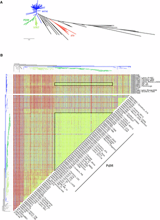 Genetic analysis of wine yeast strains. (A) An unrooted maximum-likelihood phylogeny of 236 strains of S. cerevisiae. Strains isolated from, or used in, ale brewing (red), or winemaking (blue and green) are highlighted. Dark- and light-green have been used to designate strains belonging to two main subclades within the wine yeasts. (B) Identity-by-state (IBS) analysis of the PdM clade and related strains (black boxes). SNPs were compared pairwise, across the collection of strains, with each variant position scored according to the pattern of nucleotide conservation. IBS state 2 (IBS2) represents identical diploid genotypes (e.g., AA:AA, AT:AT), IBS1 loci share one allele (e.g., AA:AT; AC:AT), while IBS0 loci are completely different (e.g., AA:TT; AT:CG). Results were then smoothed using a 50-kb sliding window with a 25-kb step, with individual windows categorized according to four genomic states IBS2 (< 5% IBS1, <1% IBS0; green), IBS2|1 (≥ 5% IBS1, < 1% IBS0; blue), IBS2|1|0 (≥ 5% IBS1, ≥ 1% IBS0; red), and IBS2|0 (< 5% IBS1, ≥ 1% IBS0; red).