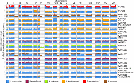 Inter-specific hybrids. Sequence coverage is displayed for strains that contained at least a 10% contribution from at least one chromosome from a non-S. cerevisiae. Coverage values are normalized to the genome wide average, with values color coded according to the donor species.