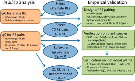 Procedures used to explore new REs for GBS application. A flow chart for exploring restriction enzyme (RE) pairs for a genome-by-sequencing (GBS) application to increase genome coverage of a species through in silico analysis and empirical validation. The genome coverage is measured by the proportion of the genome covered by a selected set of DNA fragments digested with a RE or RE pair. IgC and EgC are the genome coverages of a species estimated from in silico analysis and empirical validation, respectively. Two shell scripts (IgCoverage1RE.sh and IgCoverage2RE.sh) are part of software IgCoverage developed for this study.