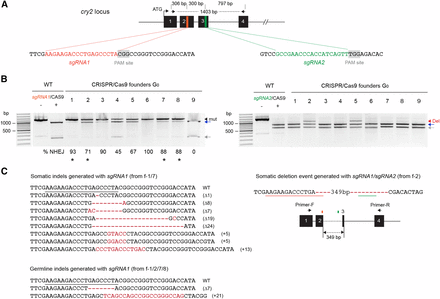 Highly efficient CRISPR/Cas9-mediated targeted mutations and deletions of monarch butterfly cry2 using dual sgRNAs. (A) Schematic of part of the monarch cry2 genomic locus containing the two CRISPR/Cas9 target sites. The orange and green regions in exons 2 and 3 are expanded to provide the sequences targeted for genome editing by each single guide RNA (sgRNA). Protospacer adjacent motifs (PAM site, 5′-NGG-3′) are highlighted in gray. Arrows on top represent the positions of the primers used to amplify the 1403 bp targeted region for analysis of mutagenic lesions in B (cry2 F2, cry2 R2 in Table S1). (B) Detection of mutagenic lesions at the cry2 loci targeted by sgRNA1 (left) and sgRNA2 (right) in somatic cells of founder G0 butterflies (9 out of 13 are shown). For each founder, a PCR fragment was subjected to a Cas9-based in vitro cleavage assay with each of the sgRNAs. Black arrowhead, amplicons carrying mutations (mut). Estimation of the frequency of NHEJ-mediated indels is provided under each founder. Red arrowhead, amplicons carrying genomic deletions (del) at the sites targeted by the sgRNAs. Blue and gray arrows, cleaved wild-type (WT) PCR fragments. Black stars, founders selected for crosses to determine germline targeting rates. (C) Left, CRISPR/Cas9-induced mutations in somatic and germline cells with sgRNA1. Guide RNA binding site is underlined on the wild-type sequence. Red dashes and red letters, deletion and insertions, respectively. Right, Dual sgRNA-mediated genomic deletion in somatic cells. Positions of sgRNA1 and sgRNA2 are underlined on the sequence and represented by colored boxes on a schematic representation. CRISPR, clustered regularly interspaced short palindromic repeats; NHEJ, nonhomologous end-joining; PCR, polymerase chain reaction.